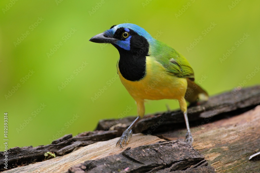 Yellow Bird Green Jay, Cyanocorax yncas, wild nature, Belize Yellow Bird Green Jay, Cyanocorax yncas, wild nature, Belize