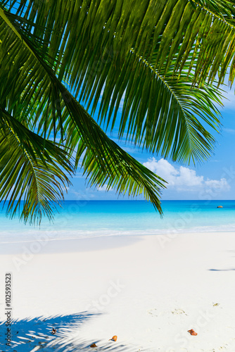 Fototapeta Naklejka Na Ścianę i Meble -  Anse Lazio beach, Praslin island. The Seychelles