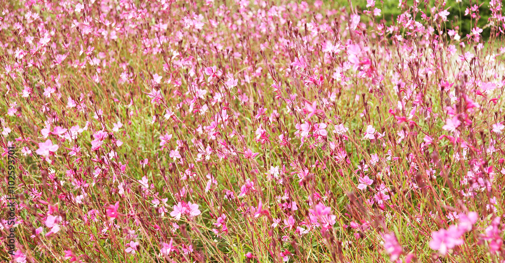 Campo de flores de color rosa