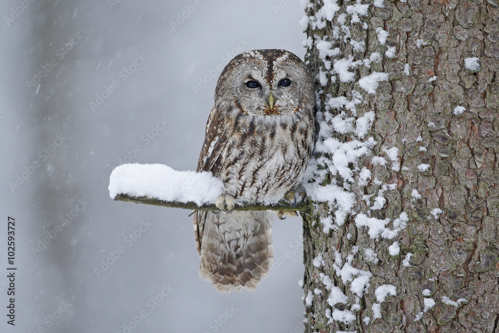 Fototapeta premium Tawny Owl snow covered in snowfall during winter, tree trunk with snow