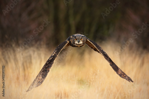 Eurasian Eagle Owl  Bubo bubo  flying bird with open wings in grass meadow  forest in the background