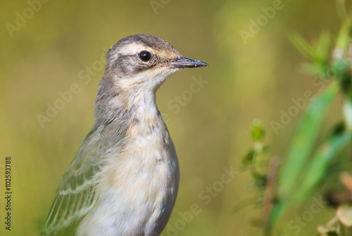 The Portrait of young Wagtail