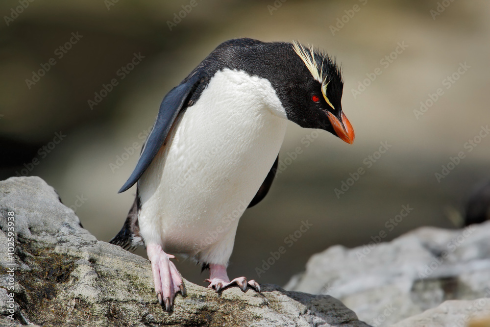 Naklejka premium Rockhopper penguin, Eudyptes chrysocome, in the rock nature habitat, black and white sea bird, Sea Lion Island, Falkland Islands