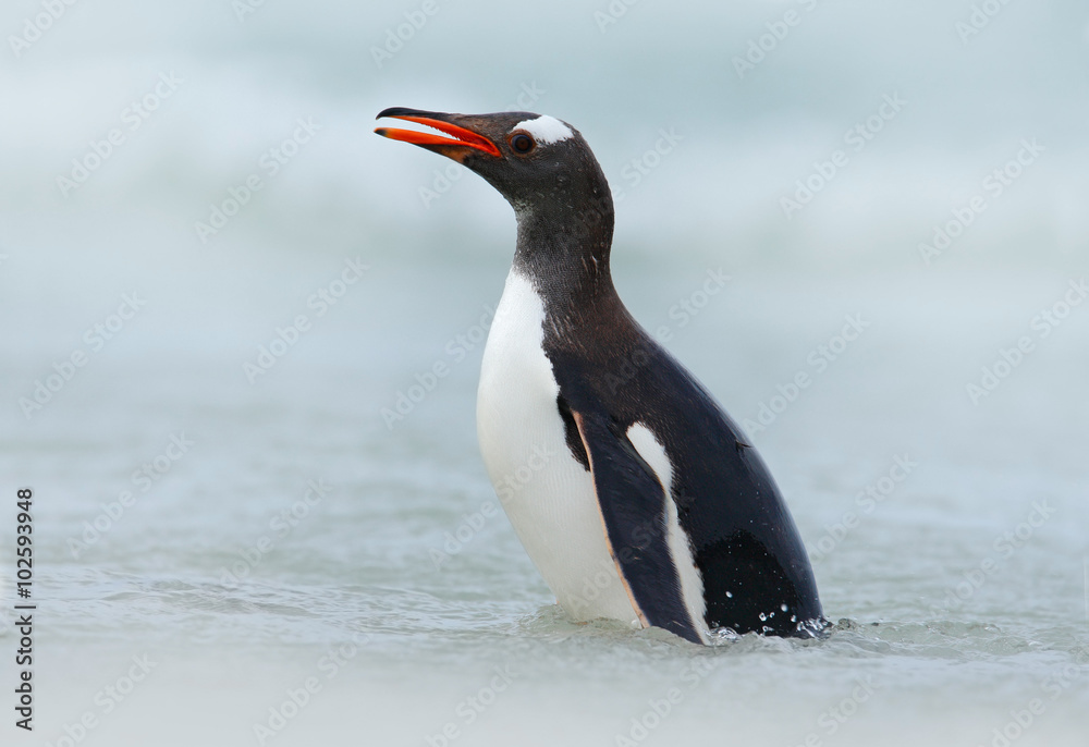 Obraz premium Gentoo penguin, water sea bird jumps out of the blue water while swimming through the ocean in Falkland Island
