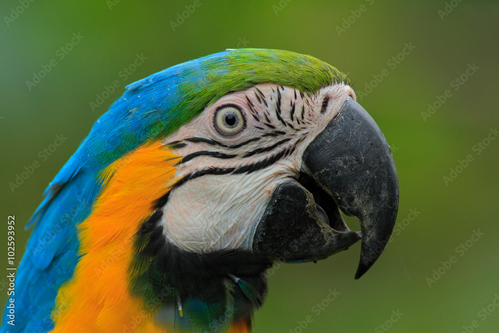 Portrait of blue-and-yellow macaw, Ara ararauna, a large South American parrot with blue top parts and yellow under parts