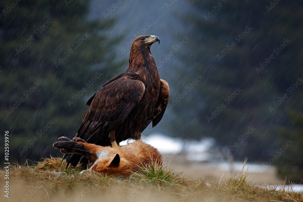 Naklejka premium Golden Eagle, feeding on kill Red Fox in the forest during the rain