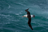 Black-browed albatross, Thalassarche melanophris, bird flight, wave of the Atlantic sea, on the Falkland Islands