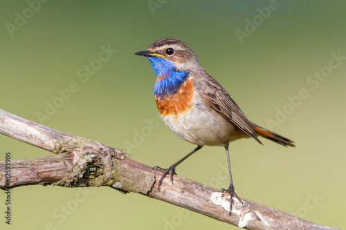 The Bluethroat on the Perch photo