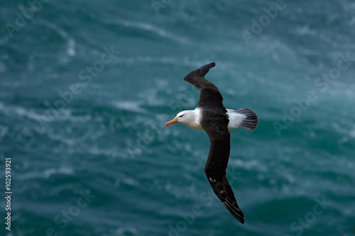 Black-browed albatross, Thalassarche melanophris, bird flight, wave of the Atlantic sea, on the Falkland Islands