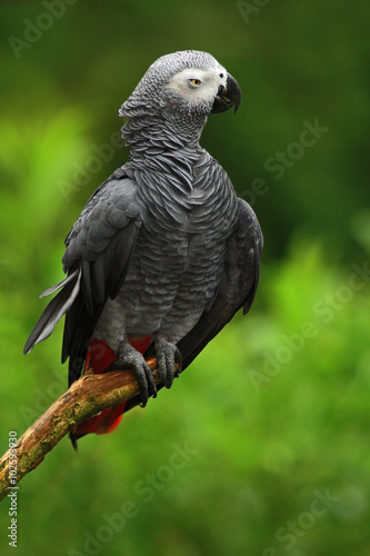 African Grey Parrot, Psittacus erithacus, sitting on the branch, Africa