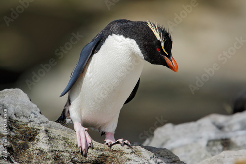 Rockhopper penguin, Eudyptes chrysocome, in the rock nature habitat, black and white sea bird, Sea Lion Island, Falkland Islands