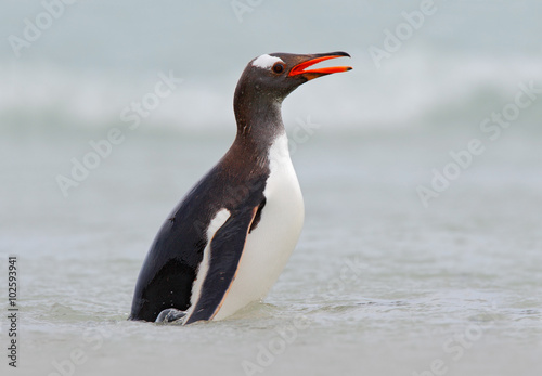 Gentoo penguin jumps out of the blue water while swimming through the ocean in Antarctica