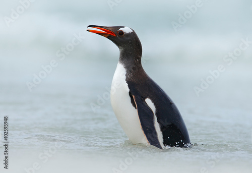 Gentoo penguin  water sea bird jumps out of the blue water while swimming through the ocean in Falkland Island