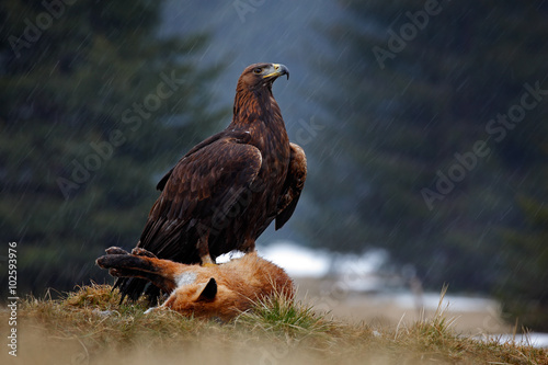 Golden Eagle, feeding on kill Red Fox in the forest during the rain