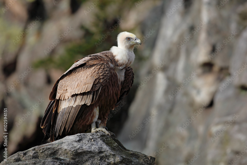 Bird Eurasian Griffon Vulture, Gyps fulvus, sitting on the stone, rock mountain, Spain Bird Eurasian Griffon Vulture, Gyps fulvus, sitting on the stone, rock mountain, Spain