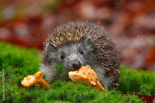 Cute European Hedgehog, Erinaceus europaeus, eating orange mushroom in the green moss photo