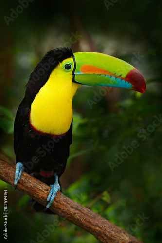 Bird with big bill Keel-billed Toucan, Ramphastos sulfuratus, sitting on the branch in the forest, Mexico