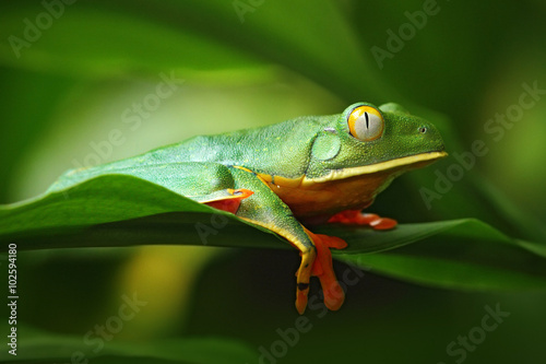 Golden-eyed leaf frog, Cruziohyla calcarifer, Green frog on the leave, Costa Rica