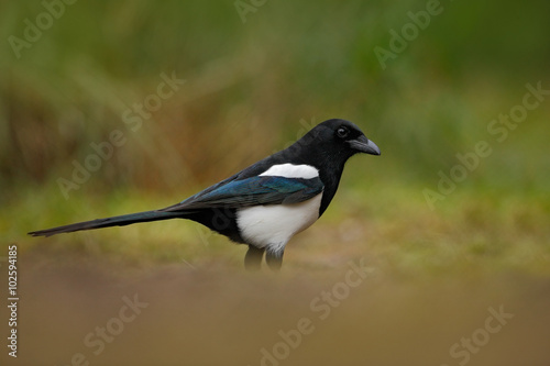European Magpie or Common Magpie  Pica pica  black and white bird with long tail  in the nature habitat  clear background  Germany