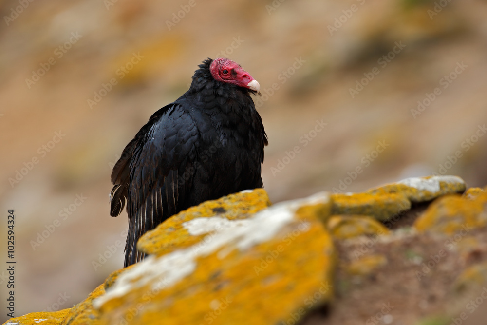 Ugly black bird Turkey vulture, Cathartes aura, sittin on yellow moss stone, Falkland Isllands Ugly black bird Turkey vulture, Cathartes aura, sittin on yellow moss stone, Falkland Isllands