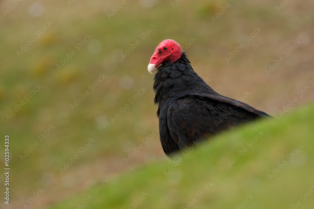 Ugly black bird Turkey vulture, Cathartes aura, sittin on yellow moss stone, Falkland Isllands Ugly black bird Turkey vulture, Cathartes aura, sittin on yellow moss stone, Falkland Isllands