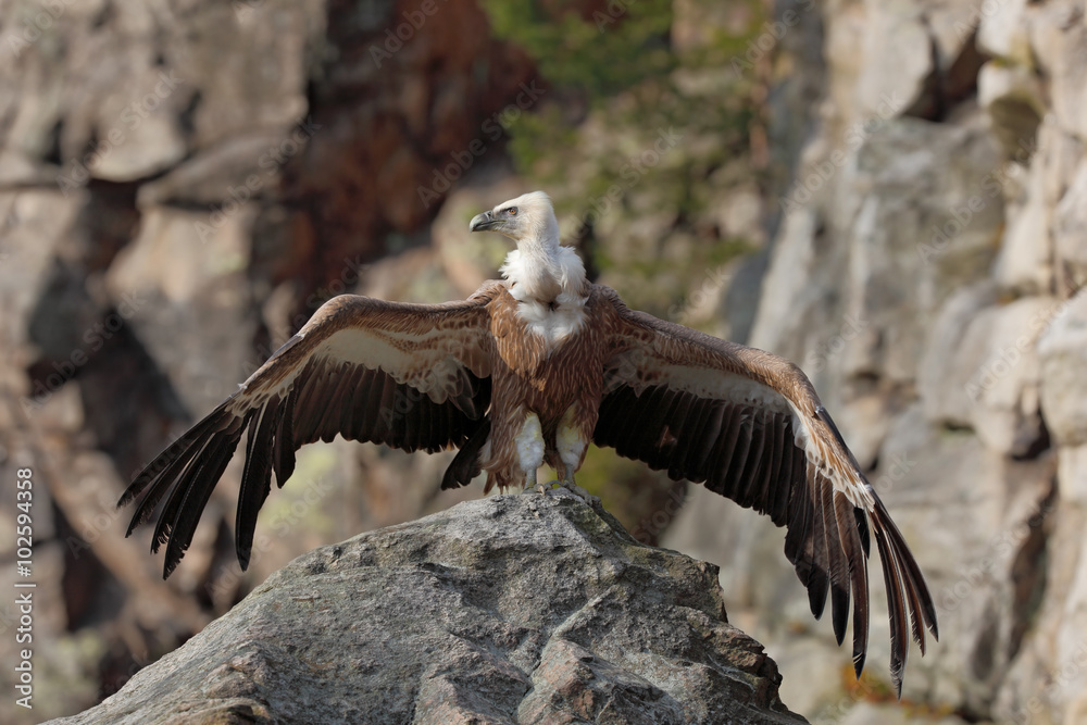 Fototapeta premium Griffon Vulture, Gyps fulvus, sitting on the stone with spread wings, rock mountain, Spain