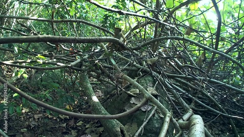 young toque macaque (Macaca sinica, endemic to Sri Lanka) in the jungle, Sri Lanka, South Asia
 photo