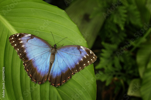 Beautiful blue butterfly Blue Morpho, Morpho peleides, sitting on green leaves, Costa Rica photo