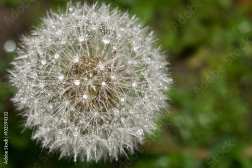 Dandelion with Water Drops