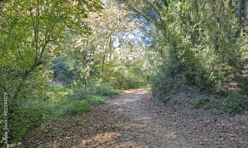 Camino en el bosque de Collserola, Barcelona photo