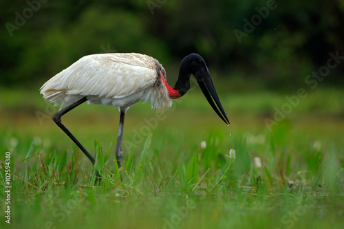 Jabiru, Jabiru mycteria, black and white in the green water with flowers, Pantanal, Brazil