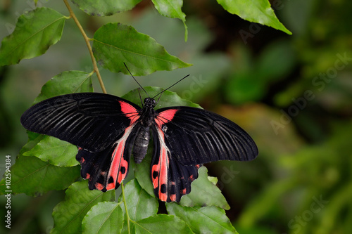 Beautiful black butterfly, Scarlet Mormon or Red Mormon, Papilio rumanzovia photo