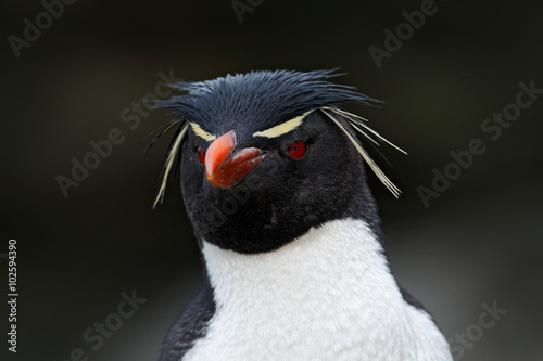 Rockhopper penguin, Eudyptes chrysocome, detail portrait of rare bird, in the rock nature habitat, black and white sea bird, Sea Lion Island, Falkland Islands