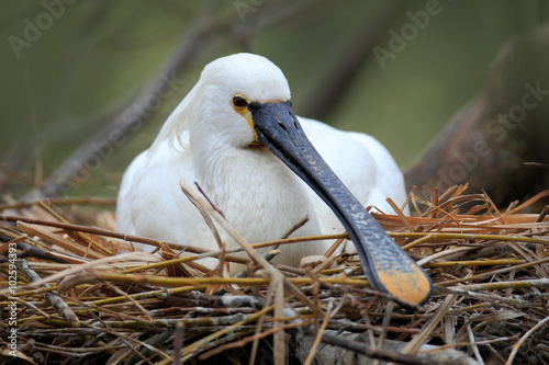 Eurasian Spoonbill, Platalea leucorodia, sitting on the nest, detail portrait of bird with long flat bill photo