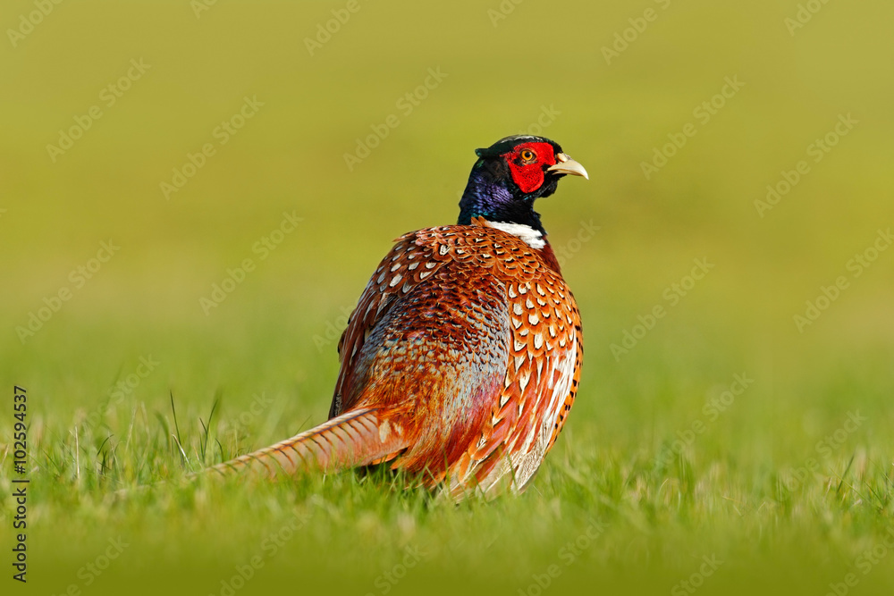 Common Pheasant, bird with long tail on the green grass meadow, animal in the nature habitat, Czech Republic Common Pheasant, bird with long tail on the green grass meadow, animal in the nature habitat, Czech Republic
