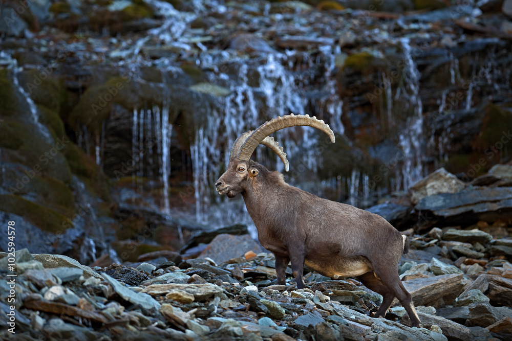 Antler Alpine Ibex, Capra ibex ibex, with mountain waterfall and rocks and water in background, National Park Gran Paradiso, Italy Antler Alpine Ibex, Capra ibex ibex, with mountain waterfall and rocks and water in background, National Park Gran Paradiso, Italy
