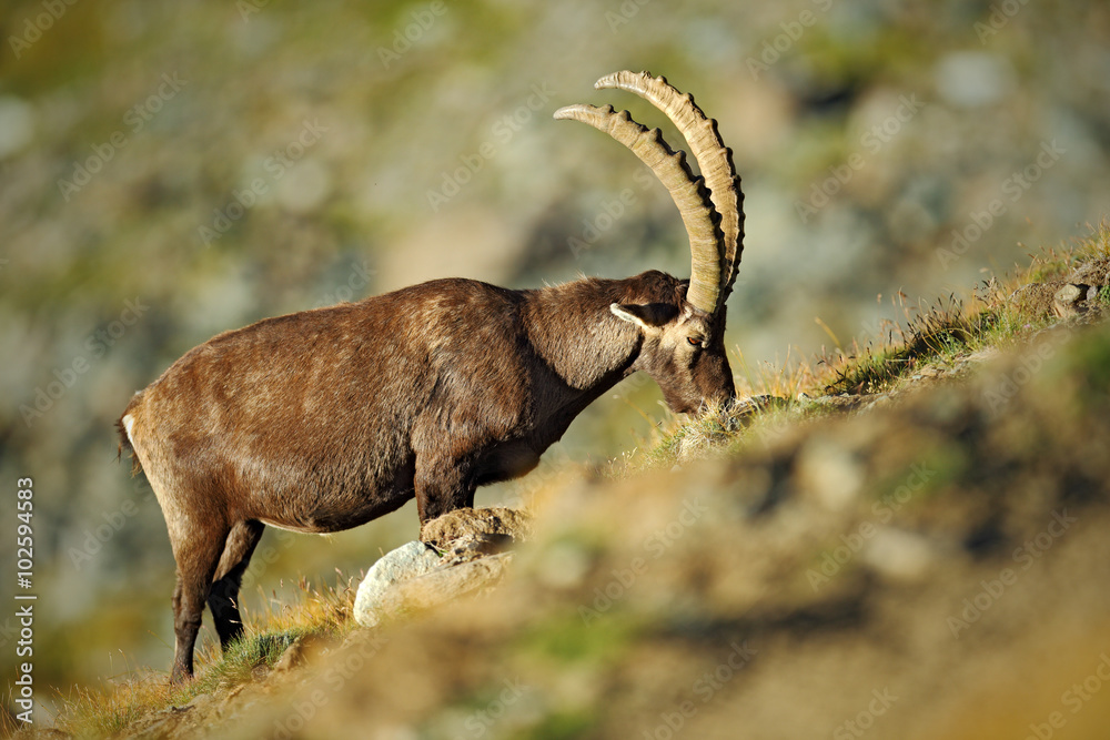 Antler Alpine Ibex, Capra ibex ibex, with rocks in background, National Park Gran Paradiso, Italy
