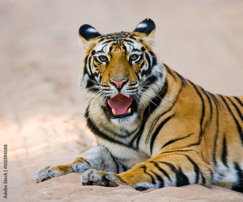 Obraz premium Wild Bengal Tiger lying on the road in the jungle. India. Bandhavgarh National Park. Madhya Pradesh. An excellent illustration.