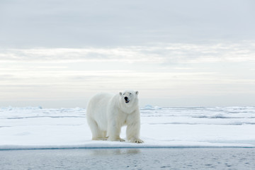 Wandcirkels Ijsbeer Grote ijsbeer op drijfijs Svalbard  © ondrejprosicky