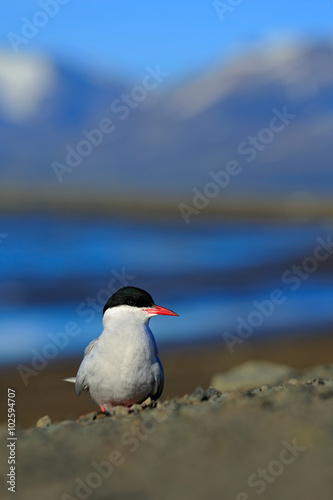 White bird with black cap  Arctic Tern  Sterna paradisaea  with Arctic landscape in background  Svalbard  Norway