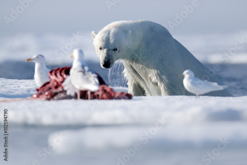 Surfacing dangerous polar bear in the ice with seal carcass
