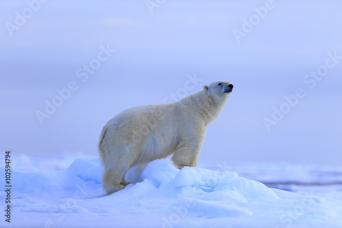 Big polar bear on drift ice with snow, blurred sky in background, Svalbard, Norway