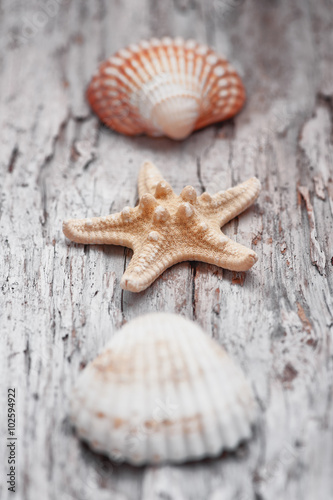 Seashells on the old shabby chic weathered wood