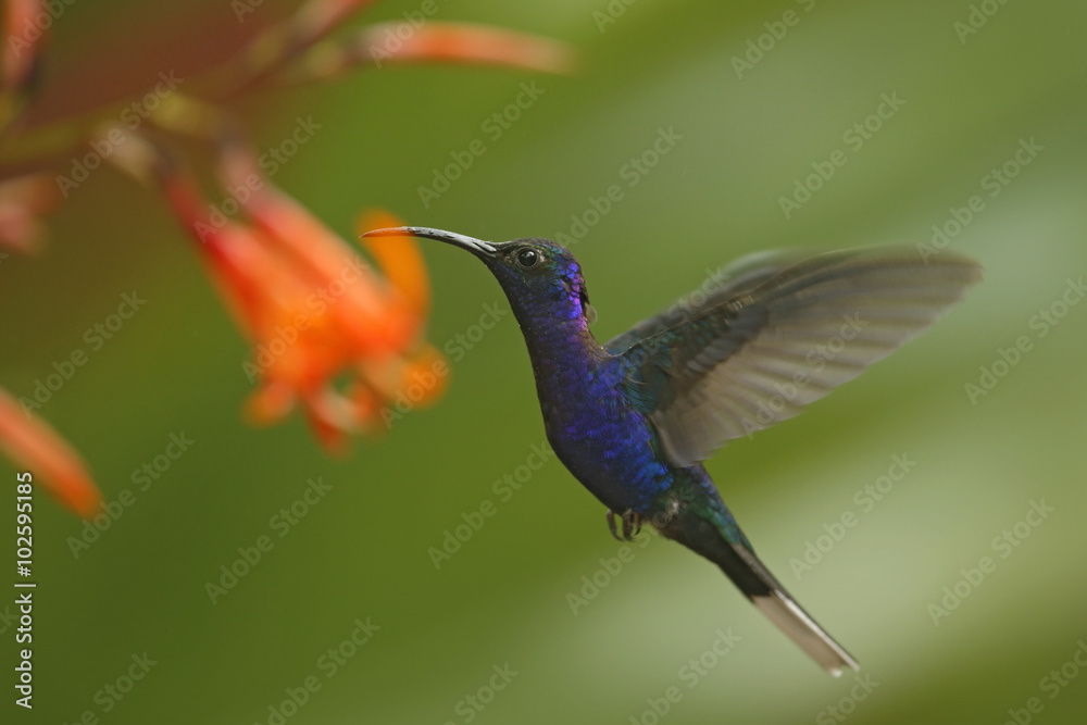 Fototapeta premium Big blue hummingbird Violet Sabrewing flying next to beautiful pink flower with clear green forest background