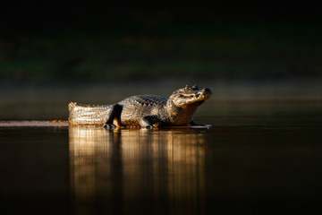 Handdoek met foto Krokodil Gouden kaaiman in Pantanal avondzon  © ondrejprosicky