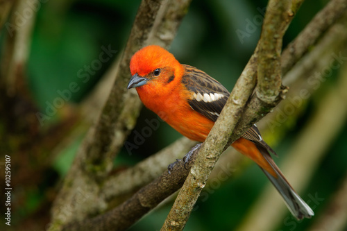 Orange bird Flame-colored Tanager, Piranga bidentata, Savegre, Costa Rica