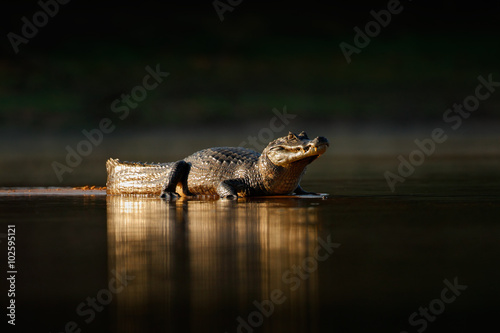 Foto Yacare Caiman, gold crocodile in the dark water surface with evening sun, nature