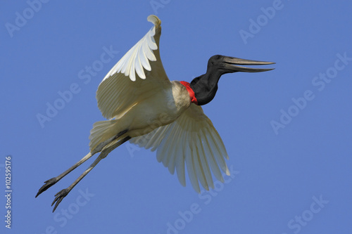 Jabiru, Jabiru mycteria, flying white bird with blue sky, Pantanal, Brazil