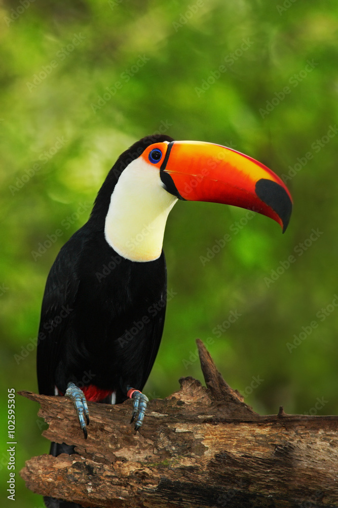 Fototapeta premium Toco Toucan, big bird with orange bill, in the nature habitat, Pantanal, Brazil
