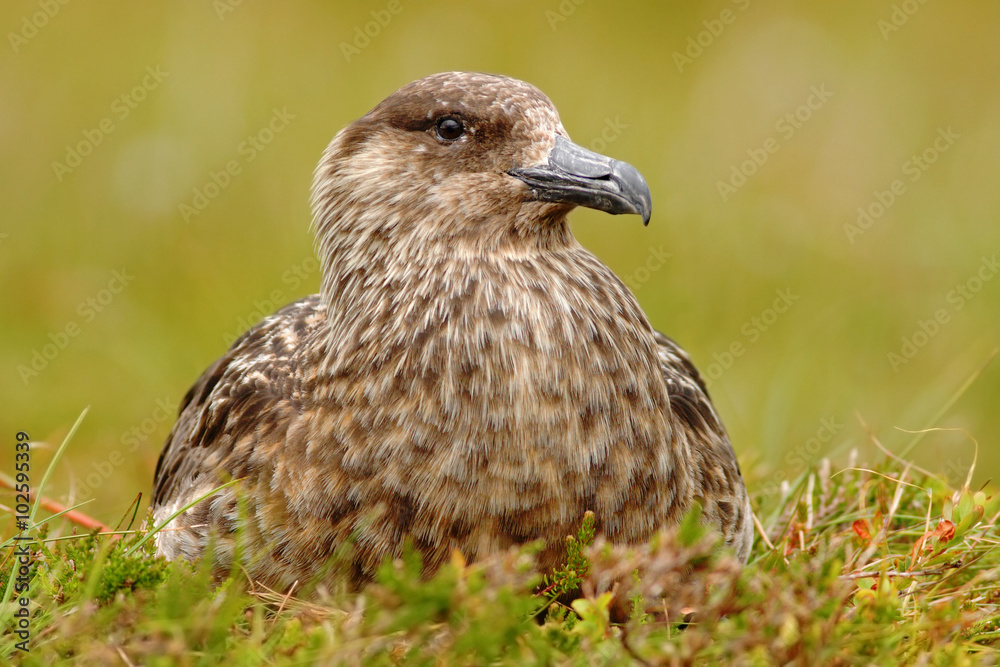 Brown skua, Catharacta antarctica, water bird sitting in the autumn grass, evening light, Norway